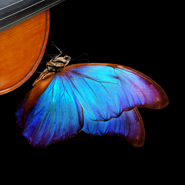 Eine chinesische Legende mitten im Ruhrgebiet - Violinkonzert „Butterfly Lovers“